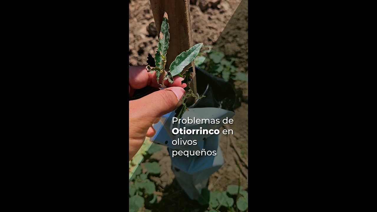 PROBLEMAS DE OTIORRINCO EN OLIVOS PEQUE&Ntilde;OS