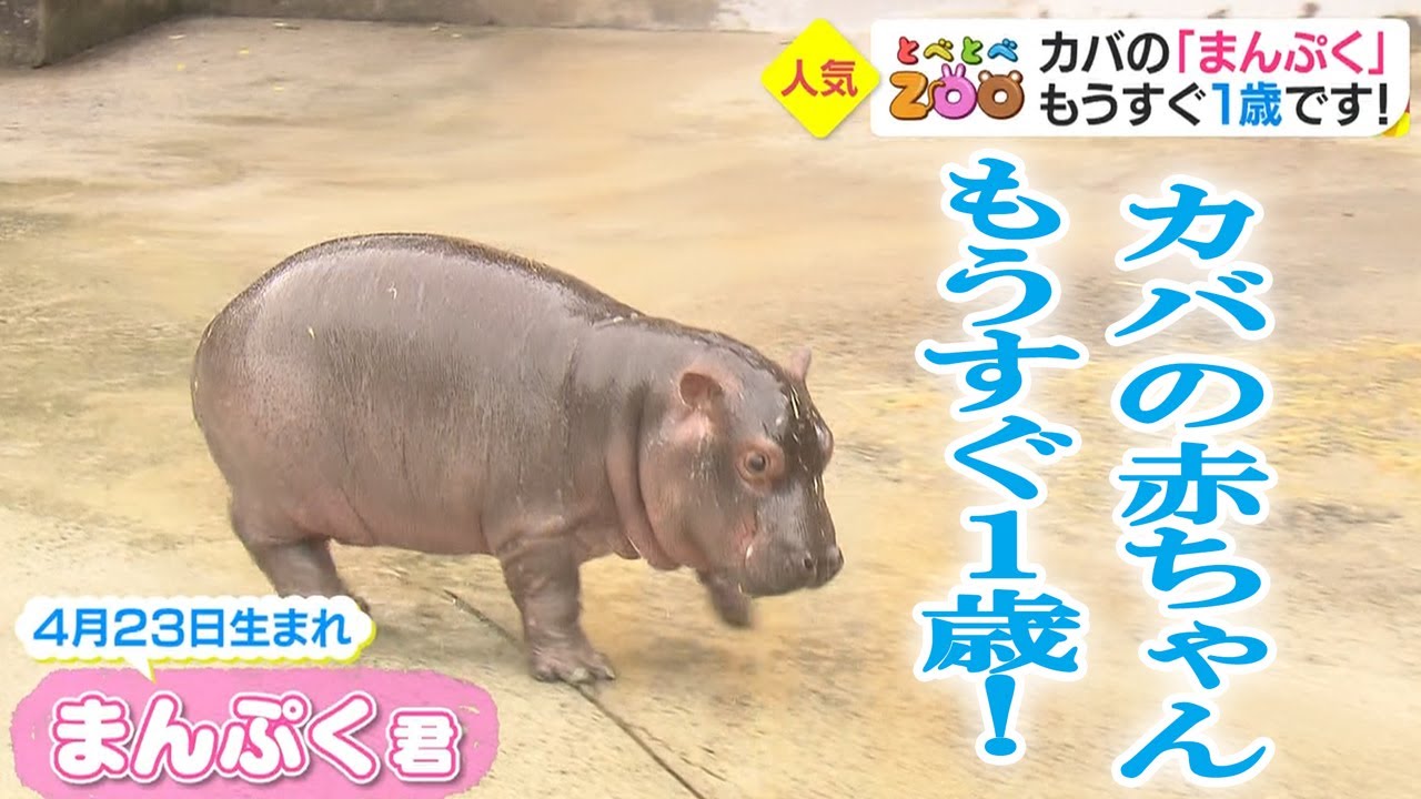 【カバの赤ちゃん】もうすぐ1歳に！