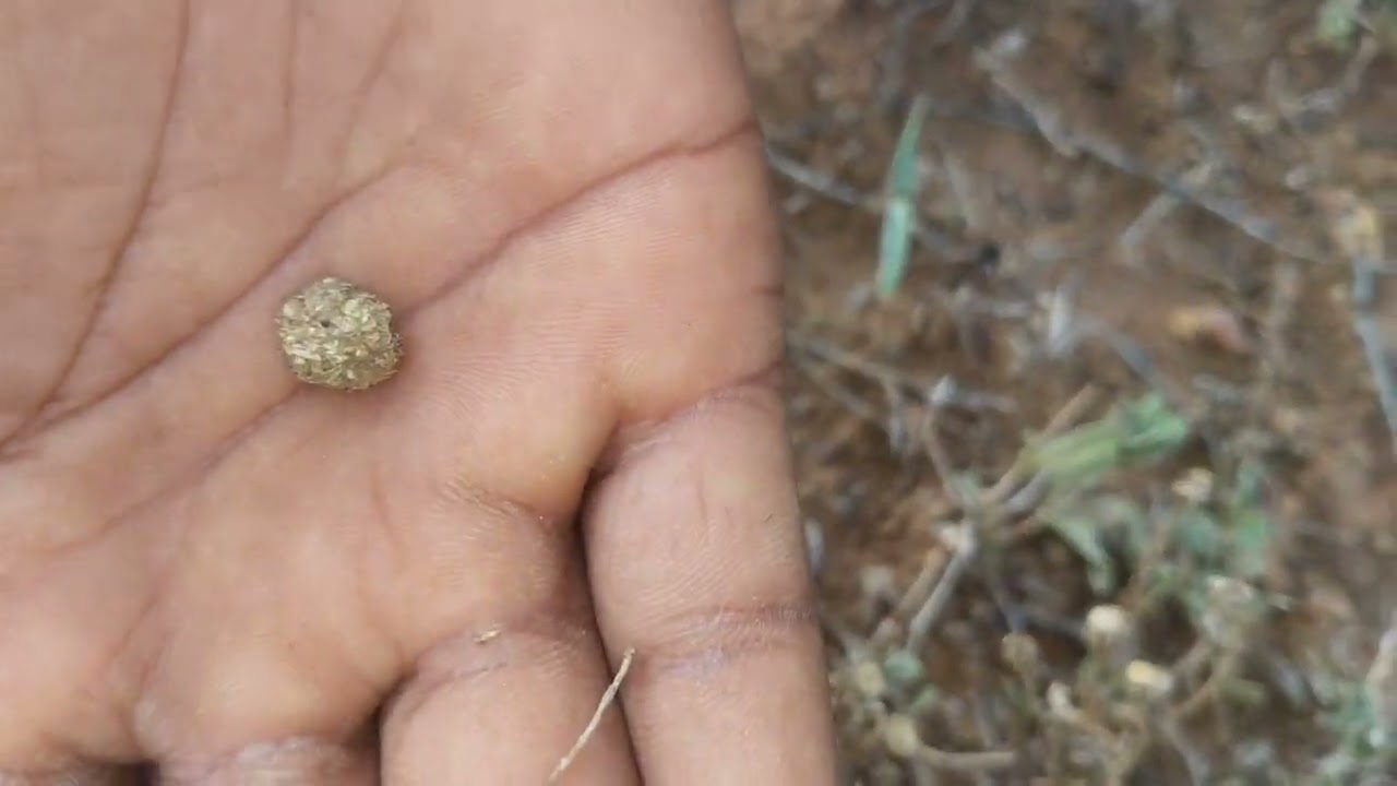 முயல் வேட்டை