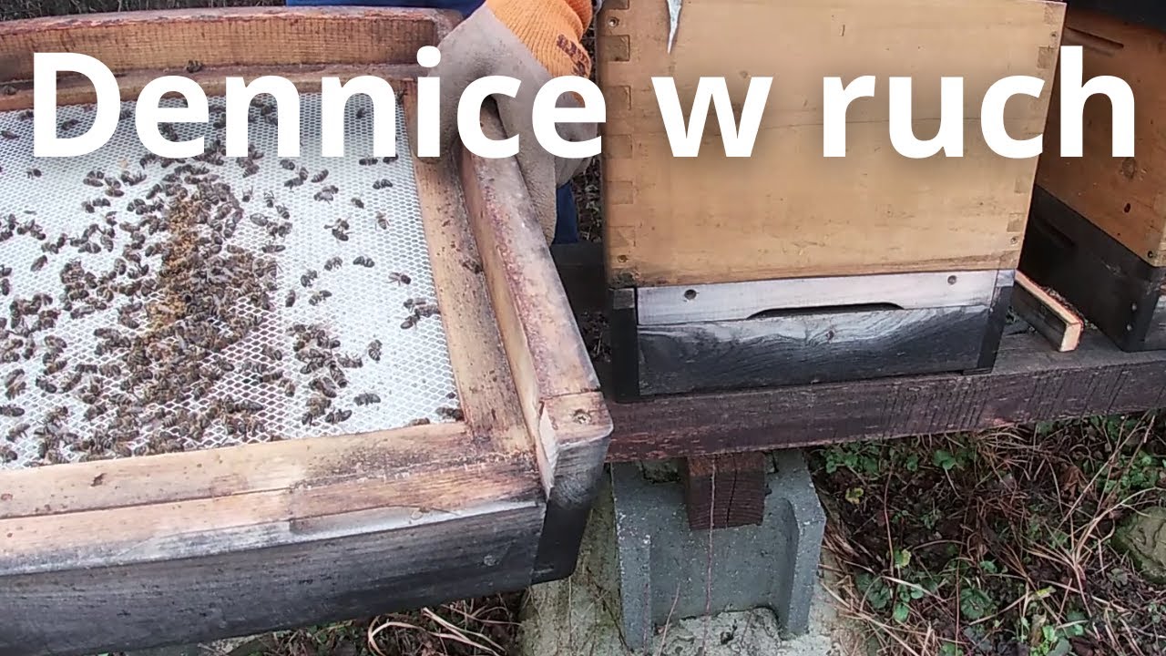 #130 Dennice w ruch :) prace przed konkretnym oblotem :) (09.02.2024)