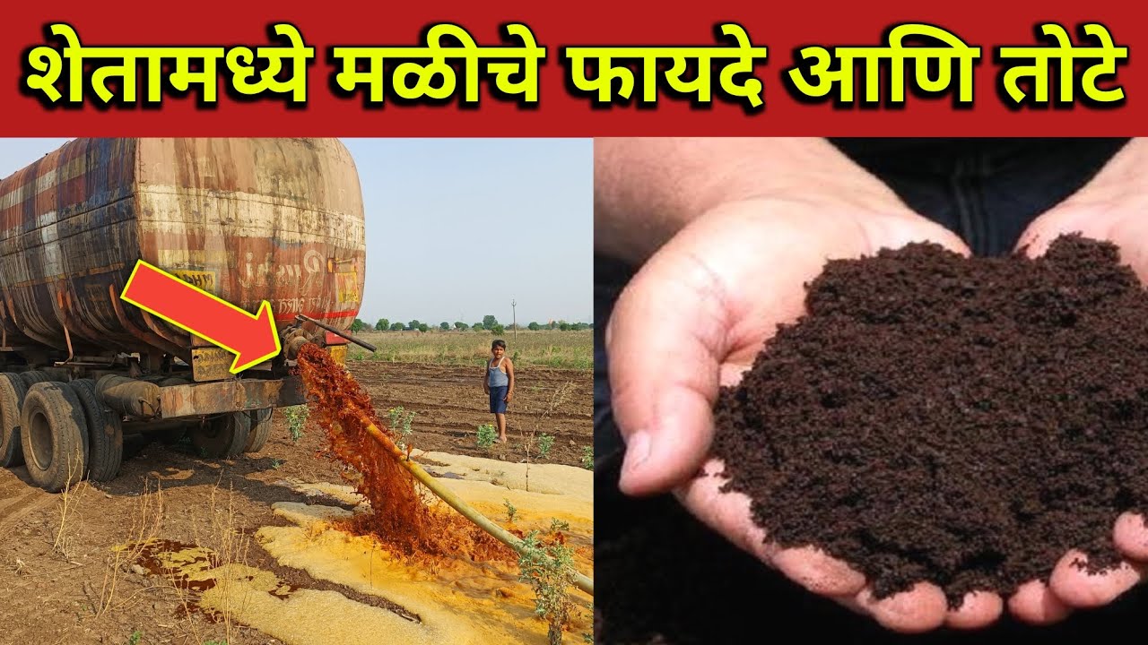 शेतामध्ये मळीचे फायदे आणि तोटे // Advantages and Disadvantages of Crops in the Field