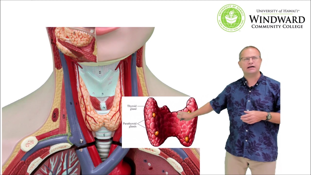 Anatomy of the Endocrine System