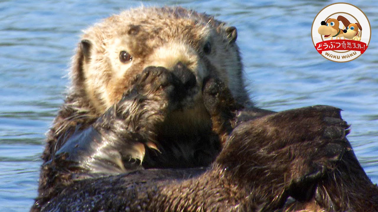 【ラッコ3000頭の楽園】ラッコの赤ちゃんに癒される！アラスカ大氷河の海は世界最大級のラッコ生息地（ラッコ物語・前編）【どうぶつ奇想天外／WAKUWAKU】
