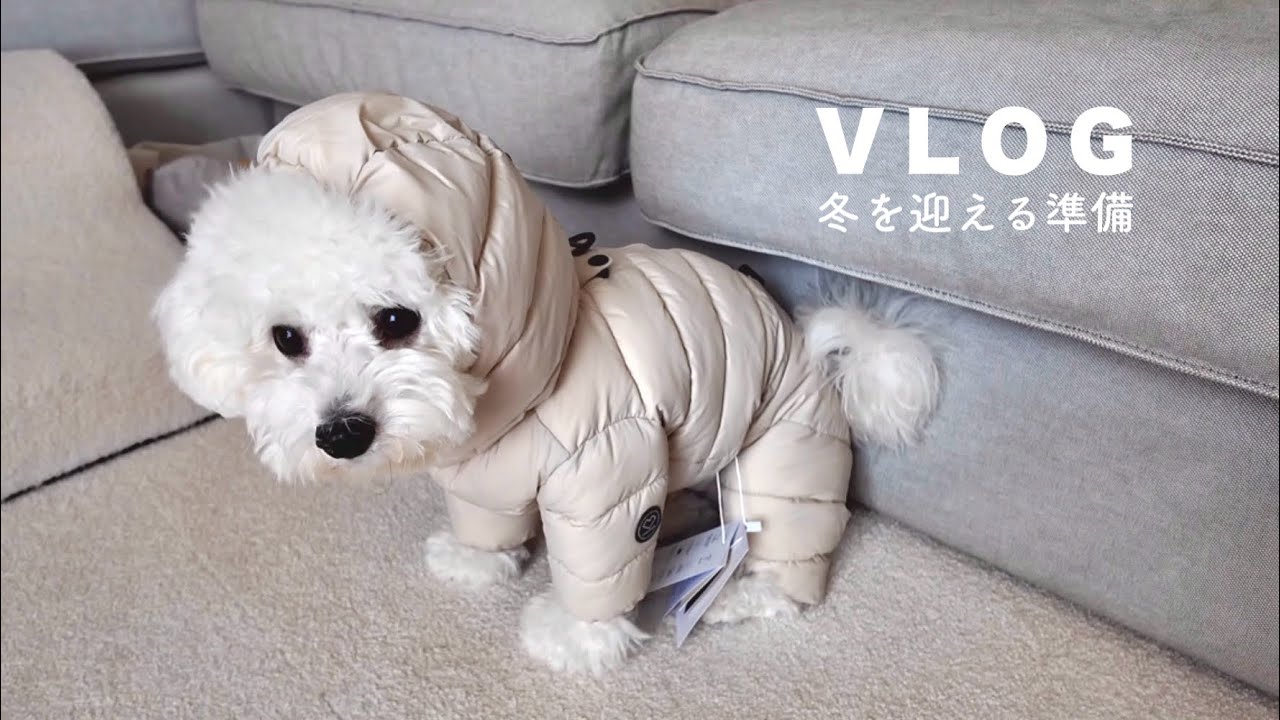 【vlog】冬支度｜ペット服にハマる飼い主｜生後8か月のビションフリーゼ