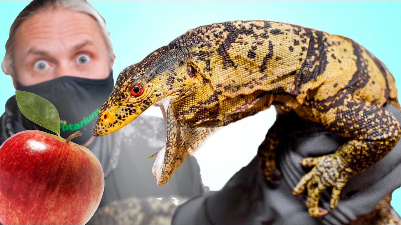 Rarest Lizard I've Ever SEEN!! It Eats Fruit!!
