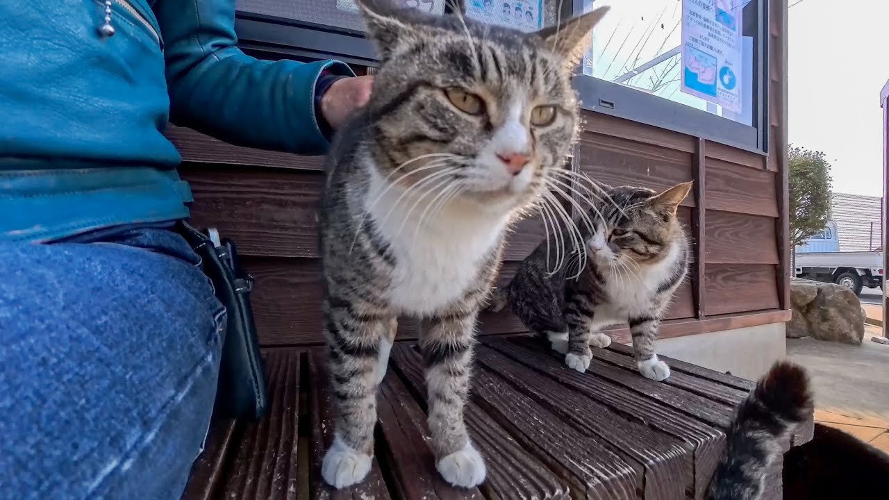猫島に到着した瞬間、猫たちが桟橋までお出迎えしてくれた