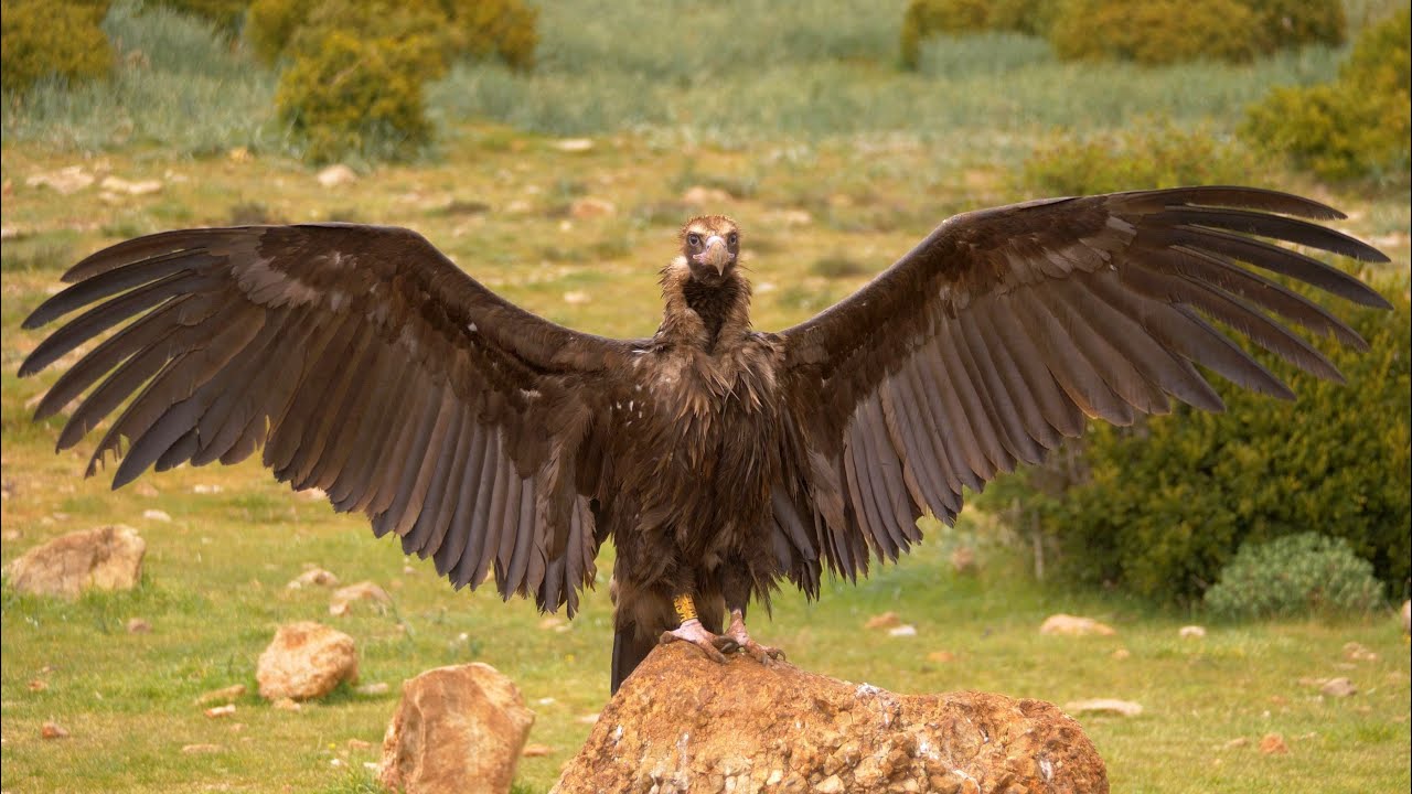 Cinereous Vulture spreading its wings