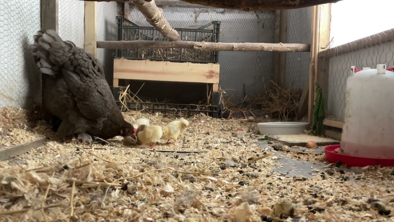 Chicks day 3