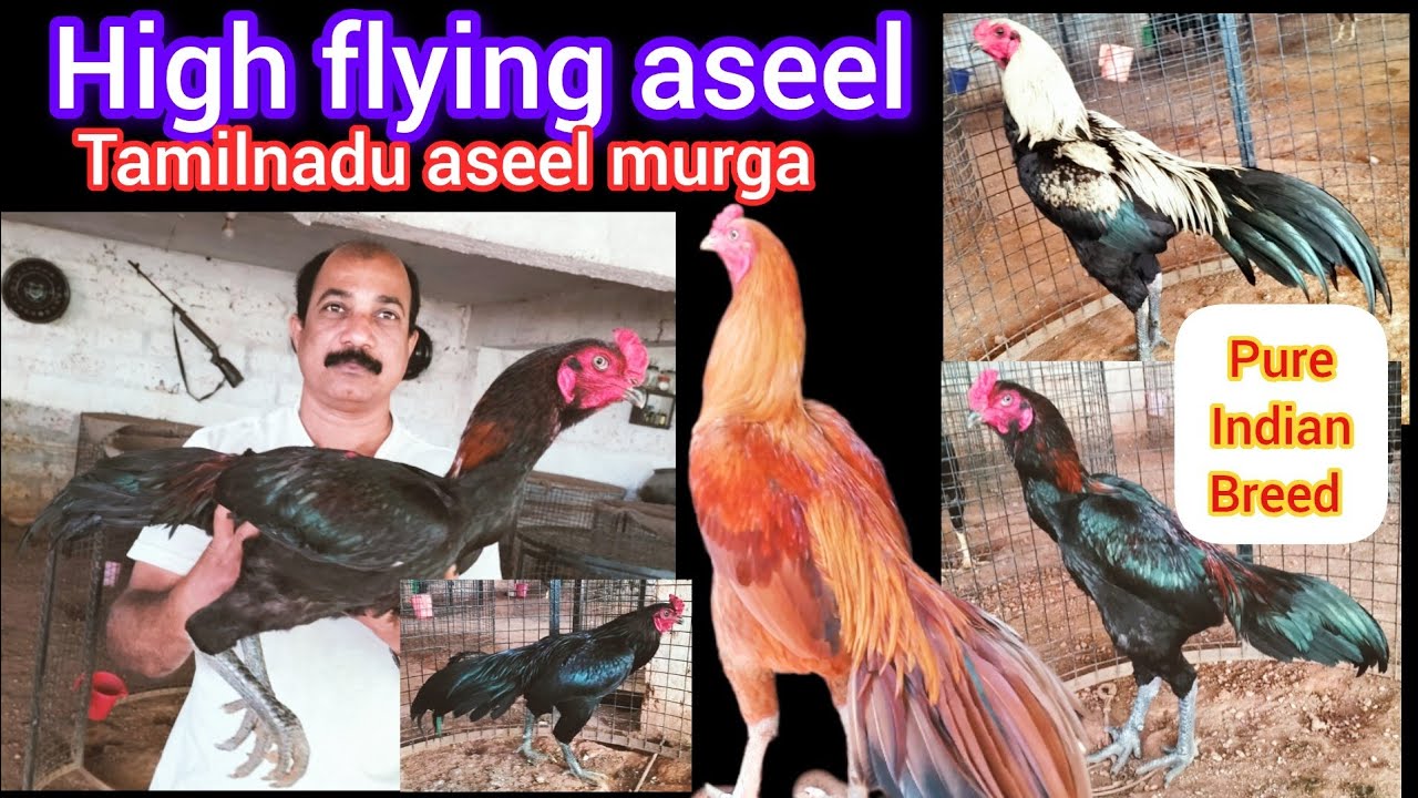 New Indian high flyer aseels 🔥👹🔥| Tamilunadu farms roosters 🐓