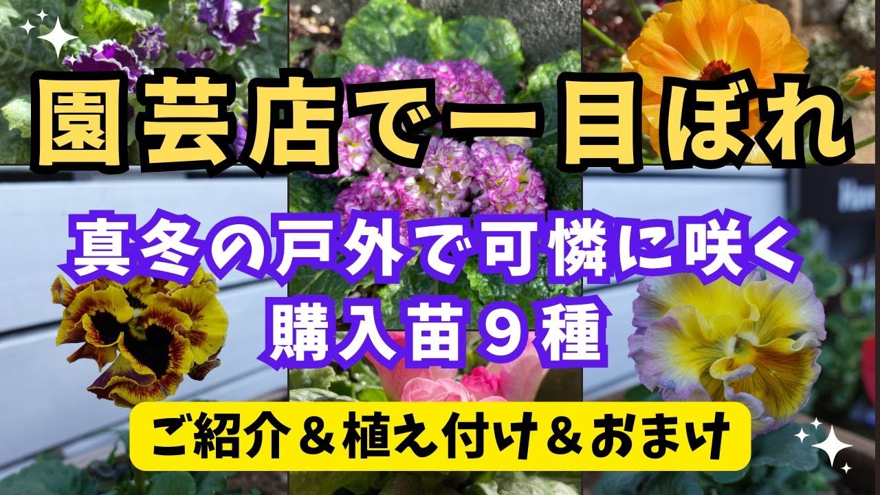 【寒さに強くて美しい！】冬でも可憐に咲く購入苗のご紹介です。園芸店で目を引いた花々です。