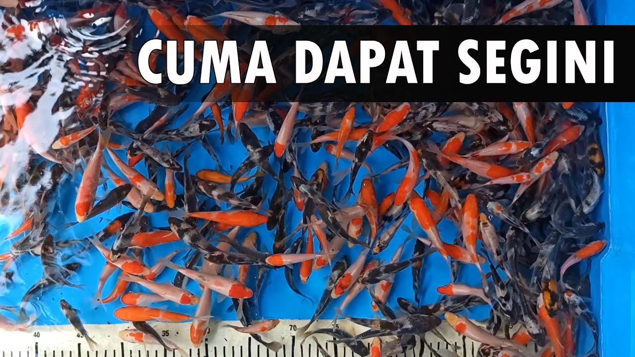 ANGKAT ANAKAN DARI SIMANIS DAPAT IKAN KOI SUPER