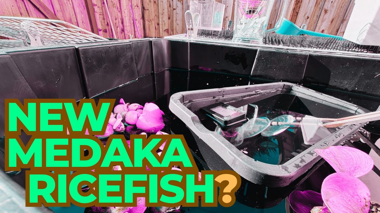 [МЕДАКА] Новые сорта медаки появятся в среду! Плюс лотерея | Японская рисовая рыба | Медака [Медака]