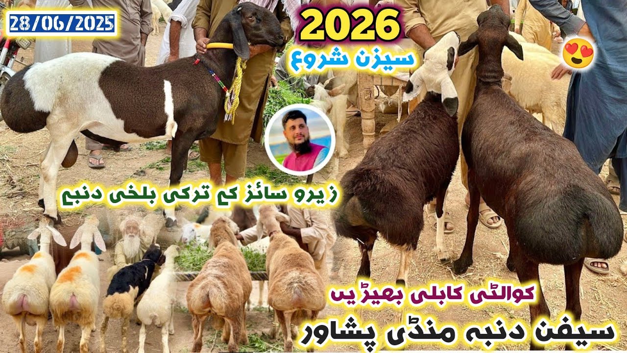 Dumba Mandi Peshawar Turkey Balkhi Zero Size New Updates For 2026 Shoq | Siafan Dumba Mandi | Izhar