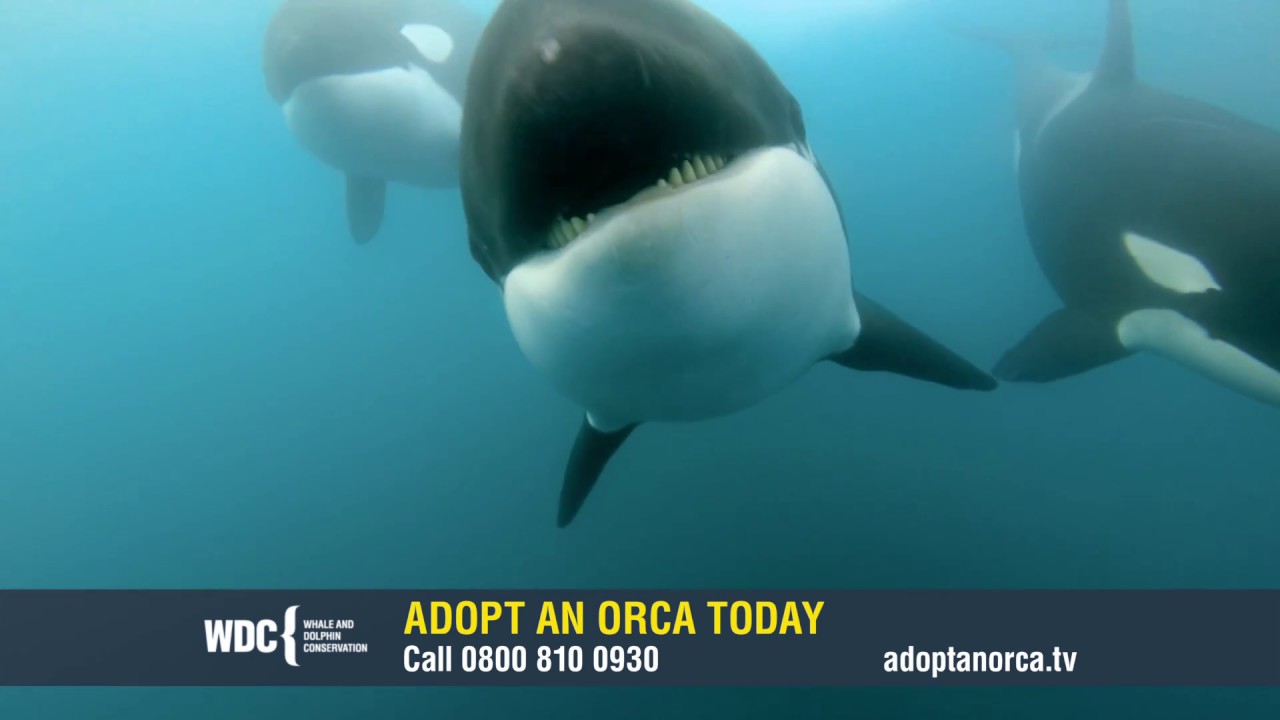 Adopt an orca from just £4 a month | Whale and Dolphin Conservation