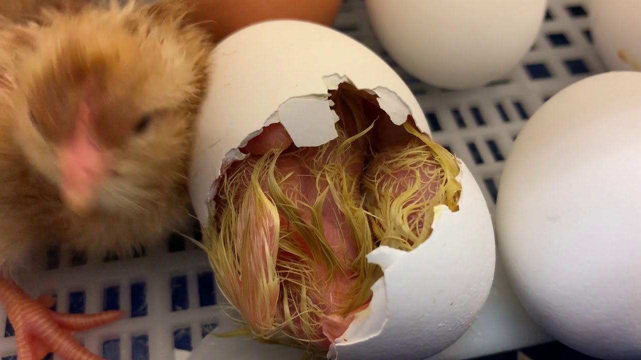 Fra Egg til kylling mars 2021