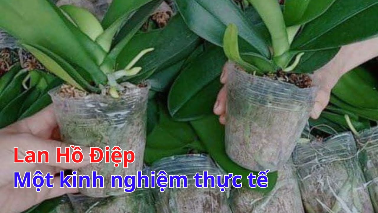 Как посадить орхидеи Фаленопсис, у которых есть стебли, но сильно загнили корни