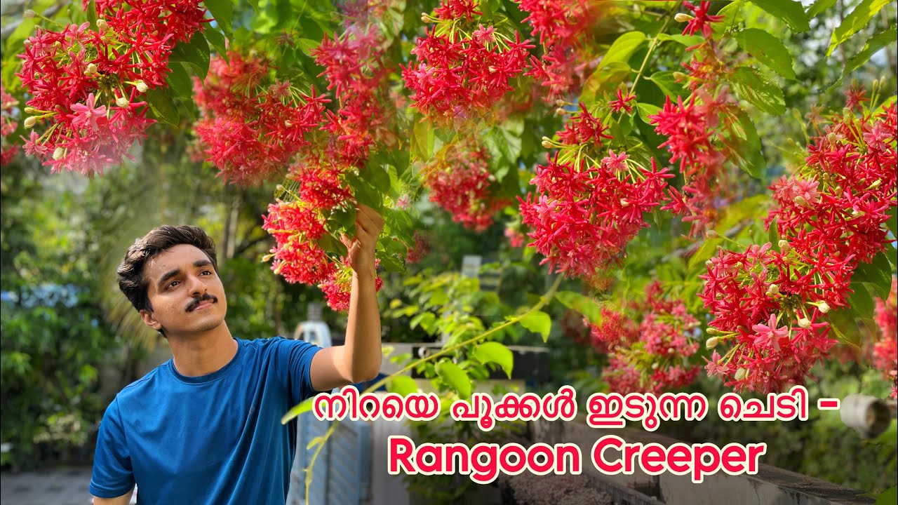 നിറയെ ചുവന്ന പൂക്കൾ ഇടുന്ന ഒരു ചെടി - Rangoon Creeper