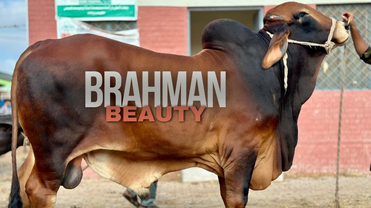 Fresh 2 Dant Heavy Brahman Beauty Lekin Multan Mandi Main Mall Hi Nai @SSTvs