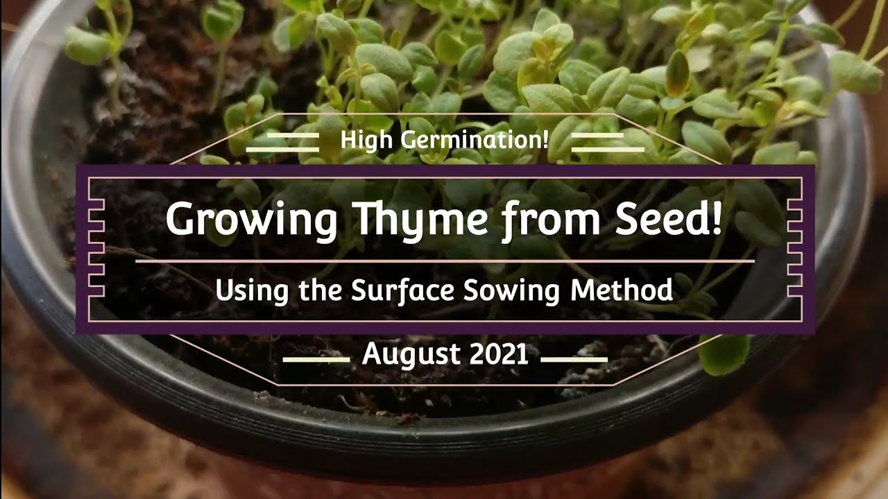 The Secret 🗝️ to Starting Thyme Seeds 🌿 (Higher Germination Rate!)