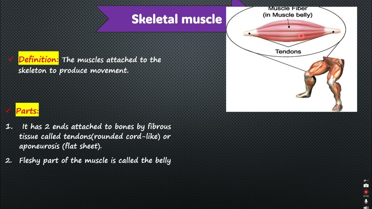 General Anatomy (Muscles).
