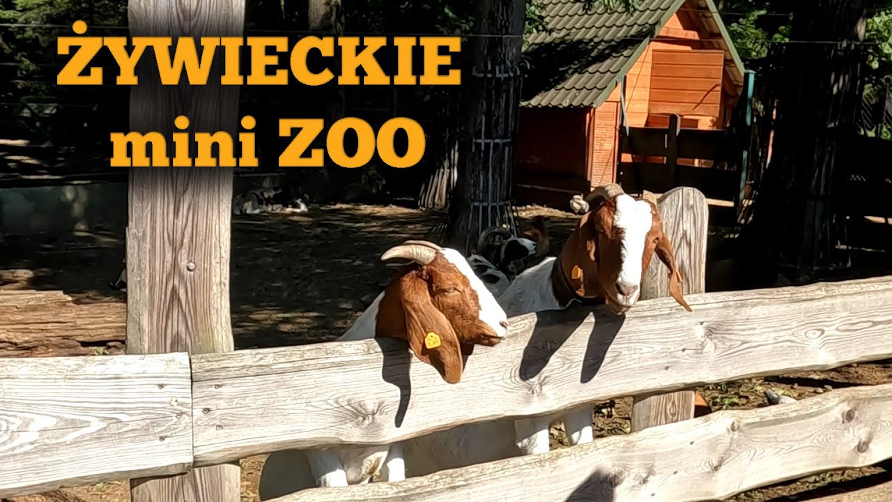 Zwiedzamy Żywiec(ki) park Habsburgów i mini ZOO- Darmowa atrakcja dla wszystkich!!!