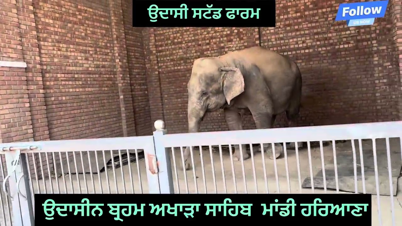 Udasi stud farm maandi (ਉਦਾਸੀਨ ਬ੍ਰਹਮ ਅਖਾੜਾ ਸਾਹਿਬ ਮਾਂਡੀ ਹਰਿਆਣਾ)