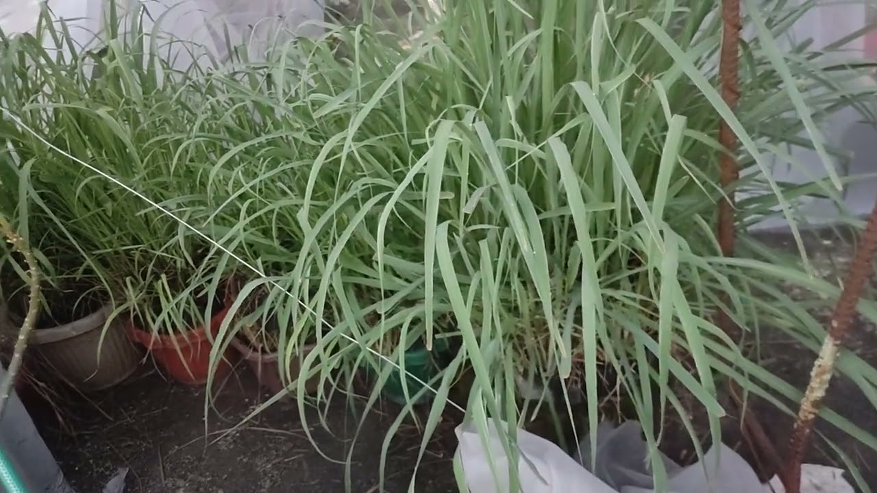 01-19-2026 Harvest on batch37 and updates