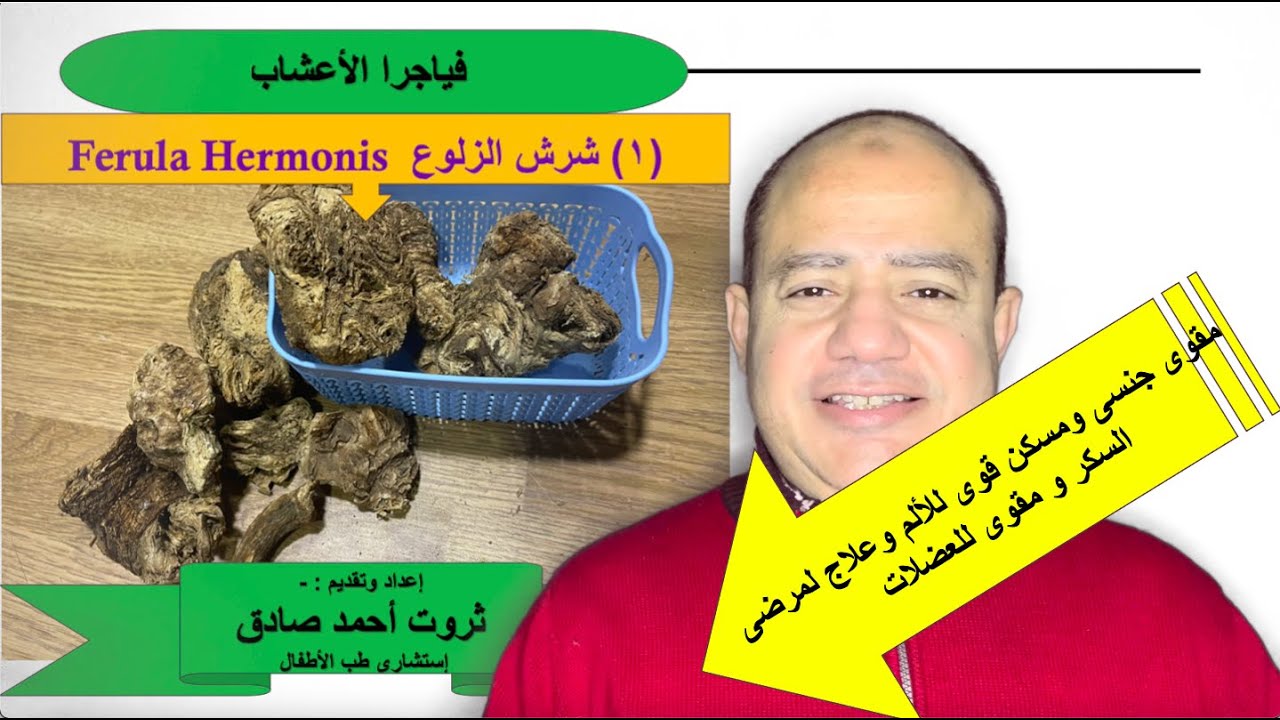 فياجرا الأعشاب  شرش الزلوع  ferula hermonis