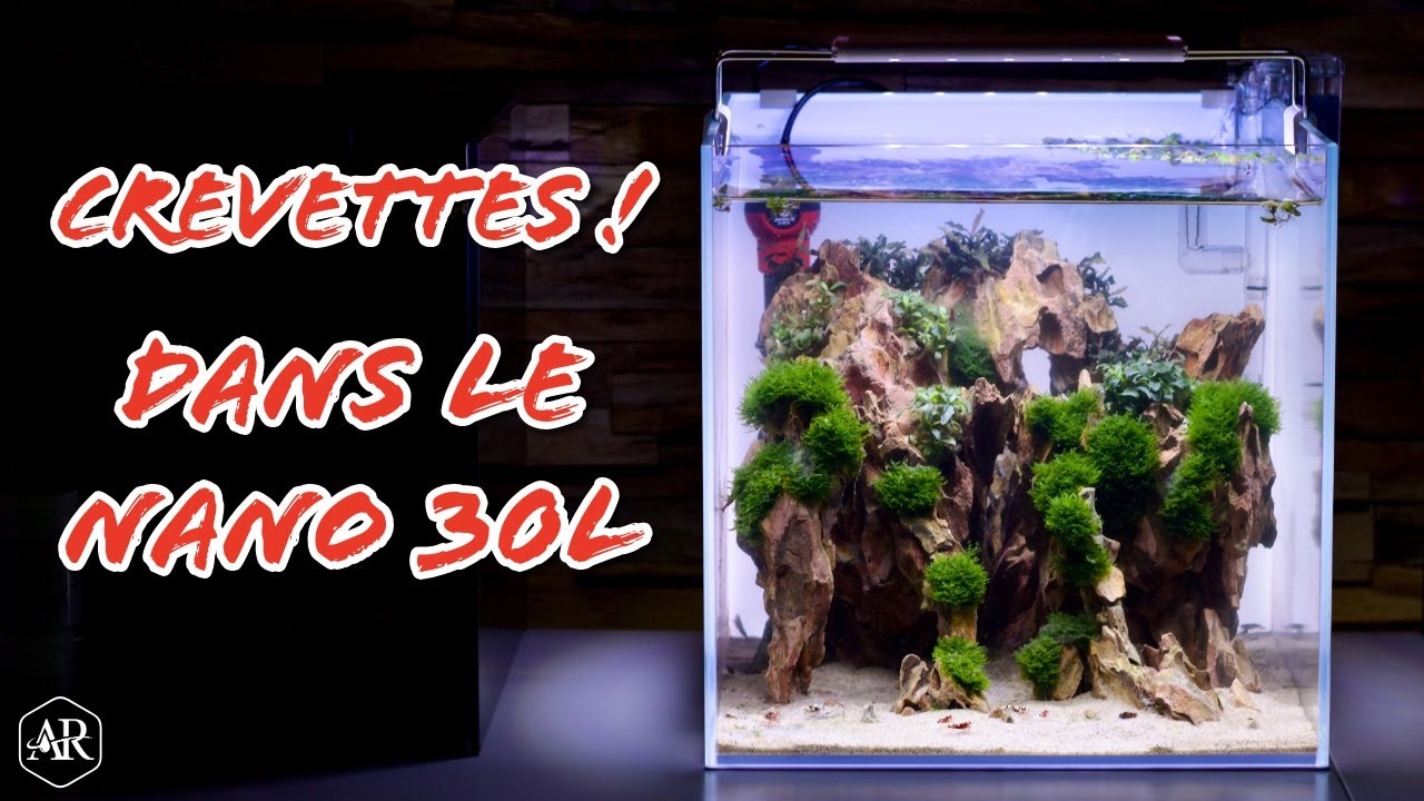 J'ai reçu mes nouvelles crevettes 🙌 📦 !