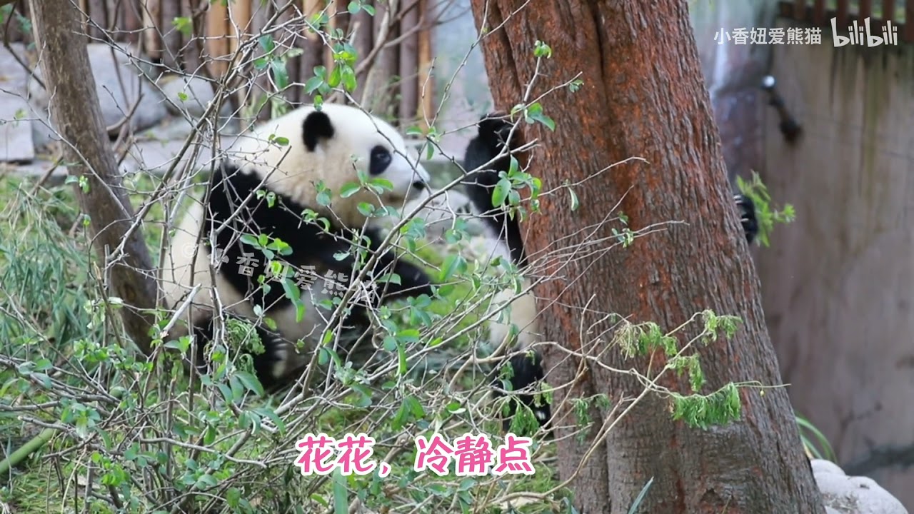 Just amazed by Hehua hadn't get beat by her elder sister - Panda Hehua & Runyue