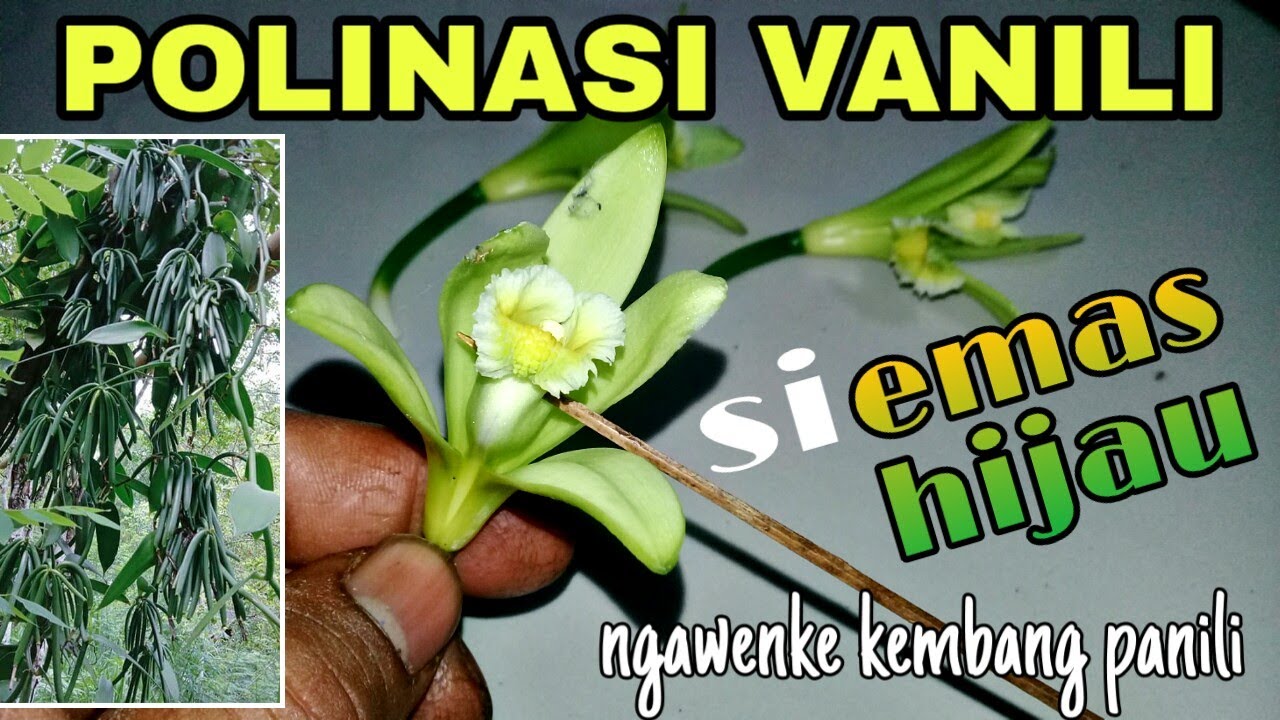 Cara mengawinkan bunga vanili | polinasi vanili