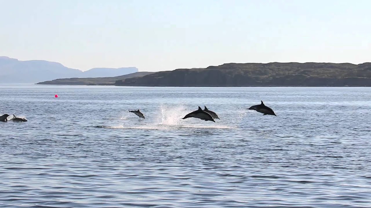 Dolphins on the way to Loch Coruisk. Elgol, Isle of Skye, Scotland