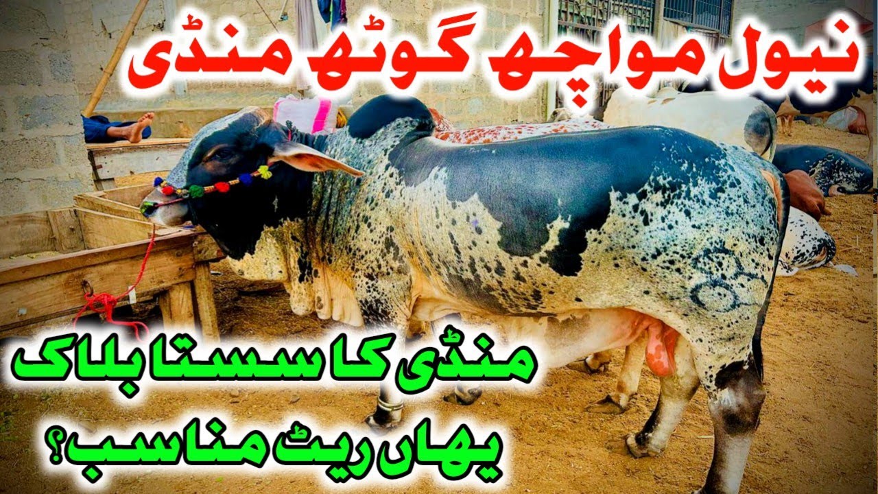 Naval Moach Goth Mandi latest Rates And Bargaining #navalmandi #navalcowmandi #cowmandi #cow #naval