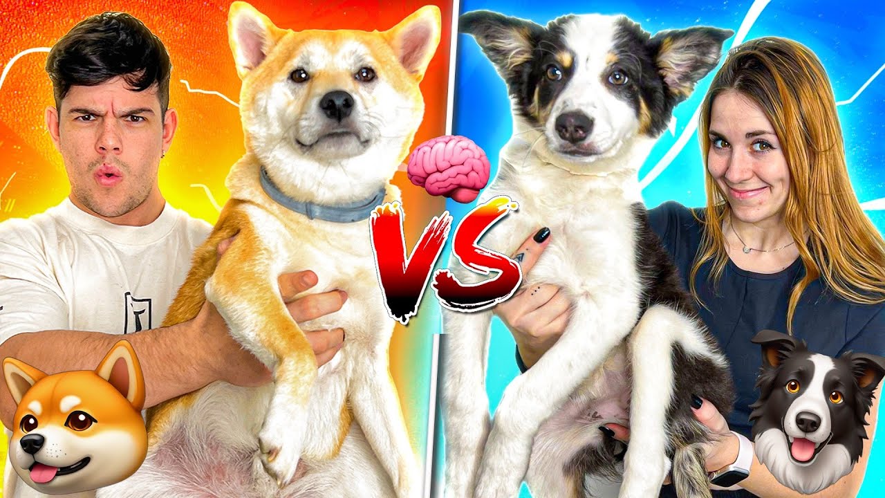 🐕 SHIBA INU vs BORDER COLLIE 🐶 | &iquest;Cu&aacute;l Gana?