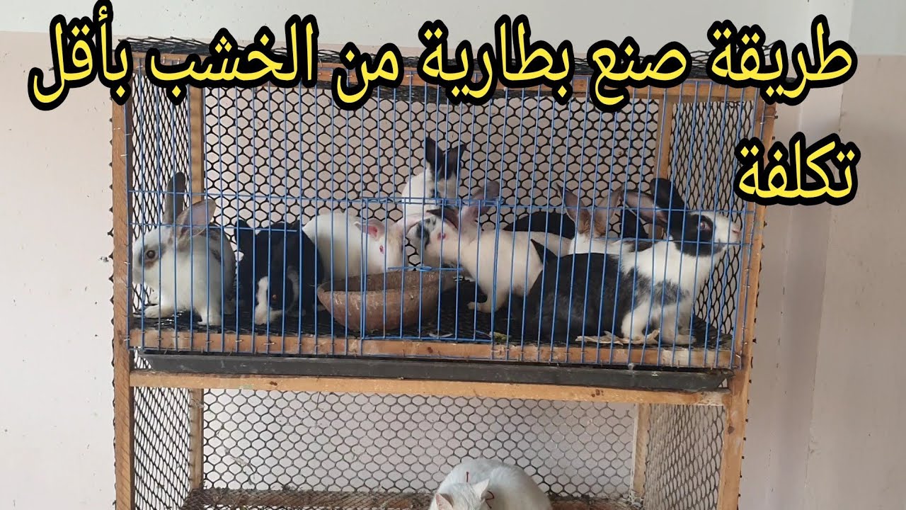 طريقة صنع بطارية للأرانب من الخشب بأقل تكلفة  .تصلح للفراخ.🔥