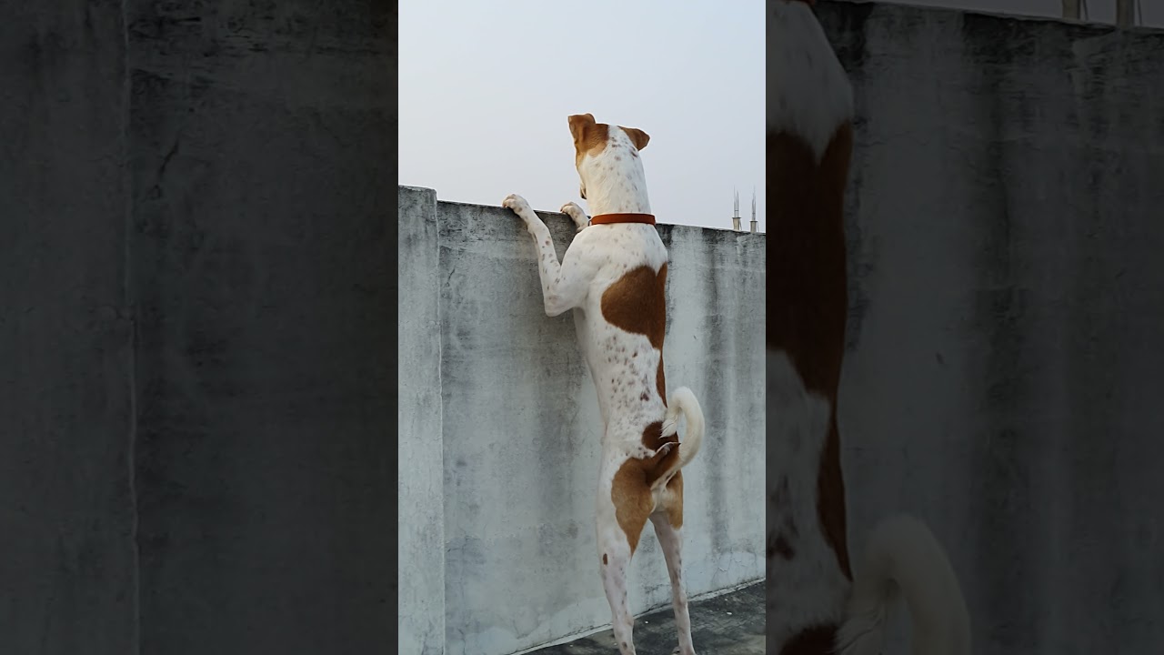 #Indianpariahdog