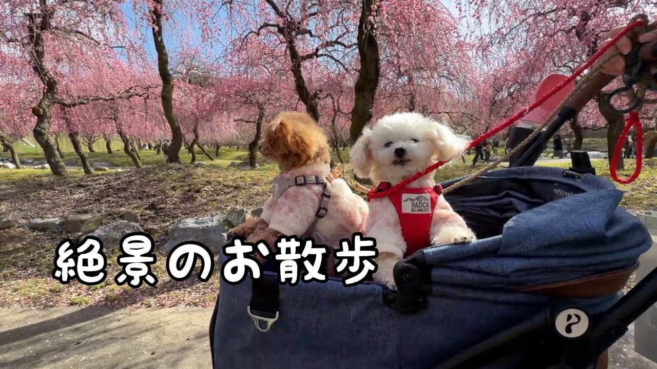 トイプードル姉妹と梅林へ春のおでかけ