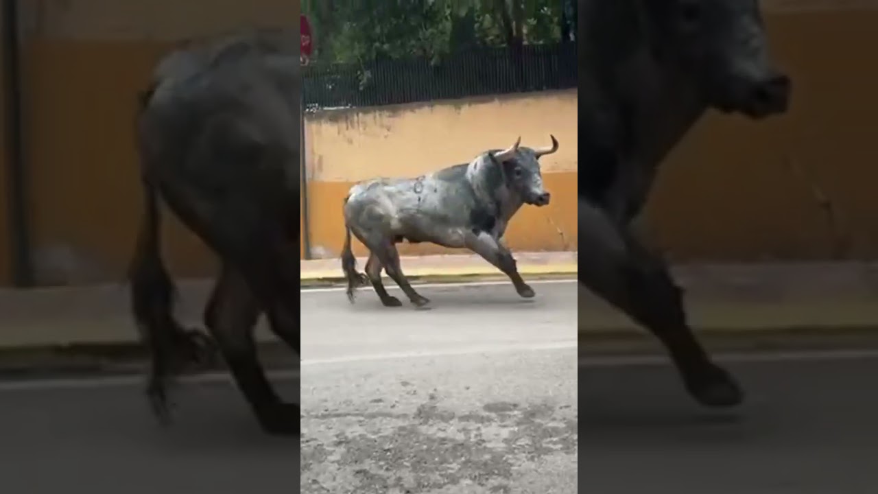 IMPRESIONANTE COGIDA EN EL ENCIERRO DEL TORO GANADERIA MIURA @HOYTOROS