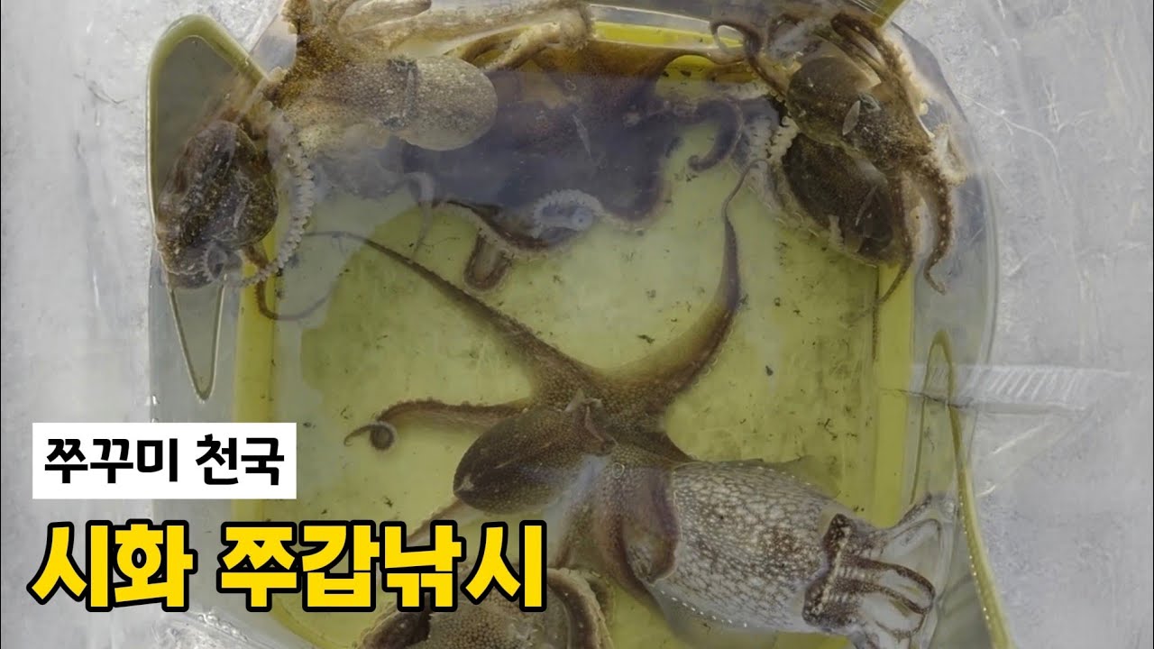 시화방조제 갑오징어낚시 쭈꾸미의 테러