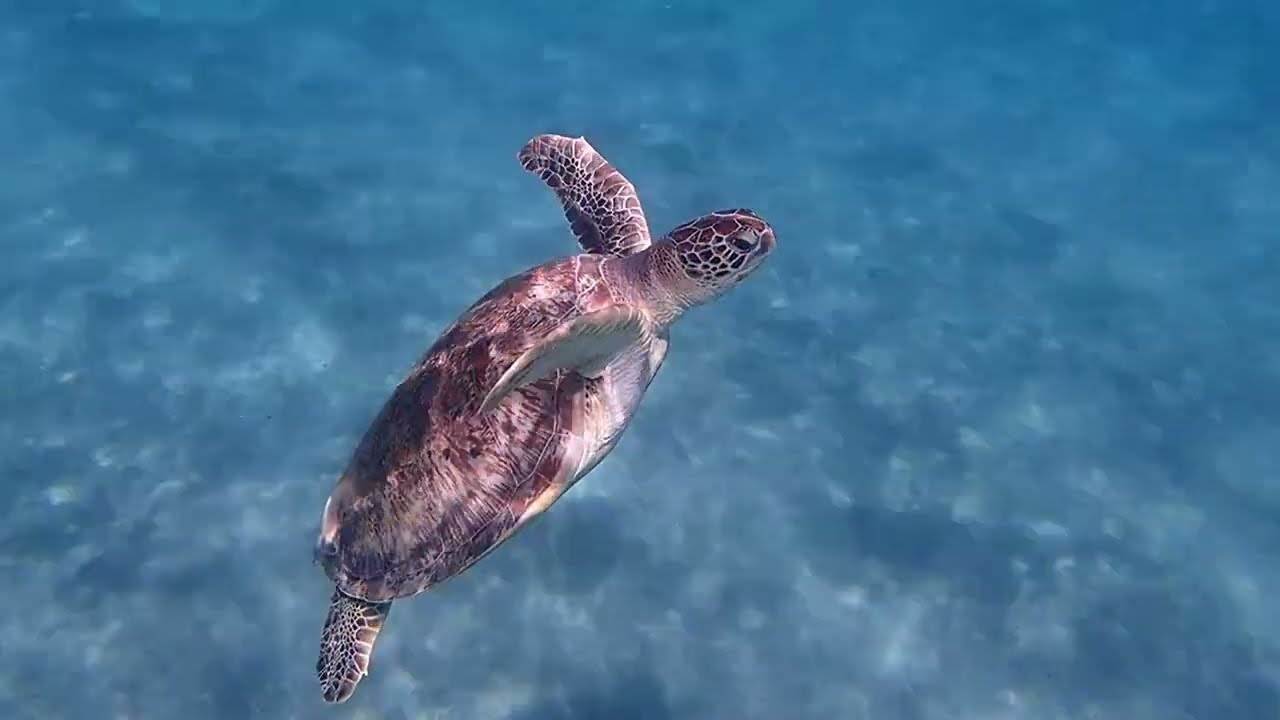 Rafa koralowa w Marsa Alam, Egipt