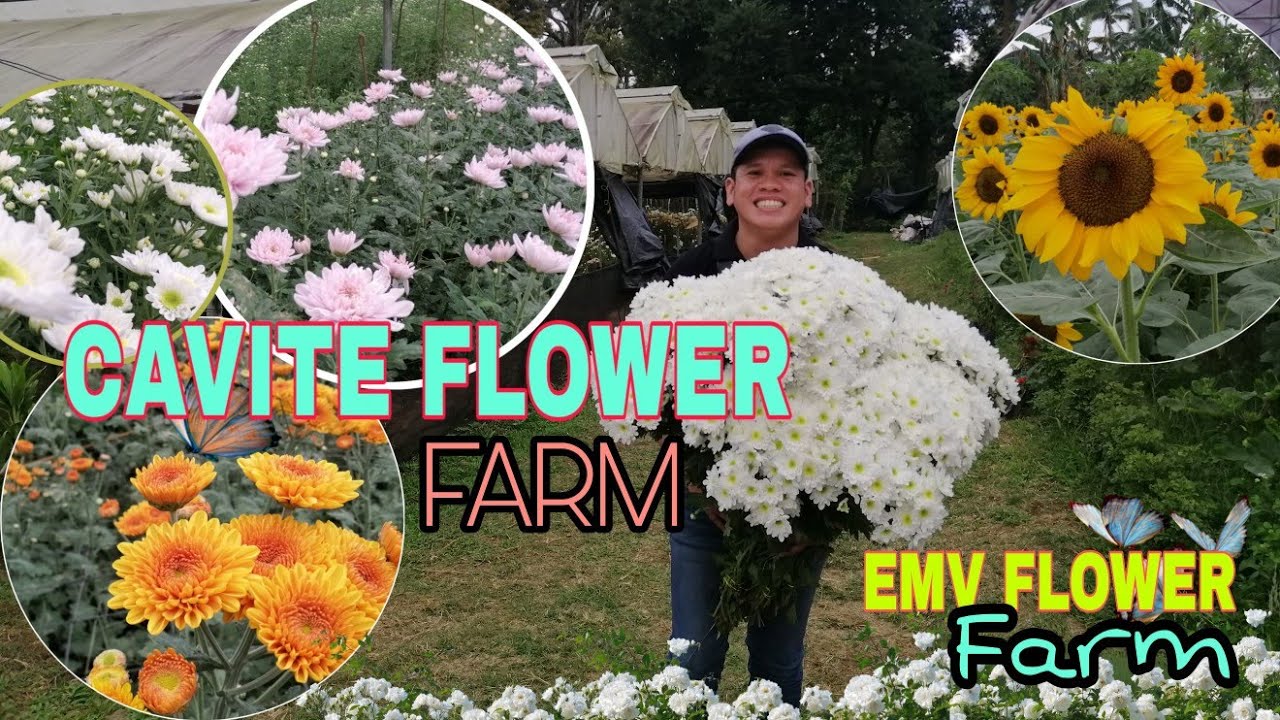 MALAYSIAN MUMPS FLOWER FARM IN CAVITE / BIGGEST FLOWER FARM