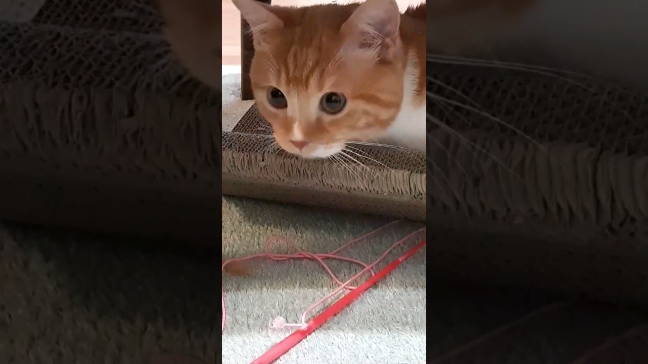 去勢手術後の猫が大変なことになりました💦 