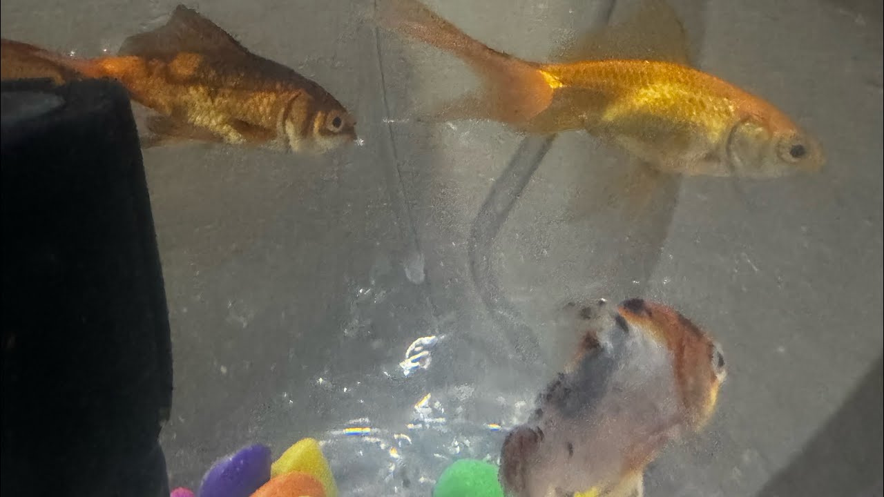 Meher Kapoor is live