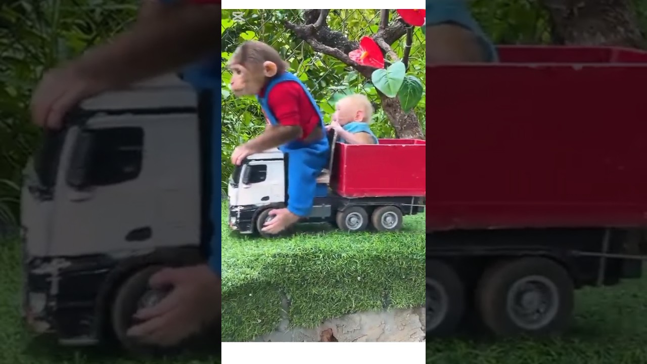 #funny #kids #monkeybubu #monkeysun