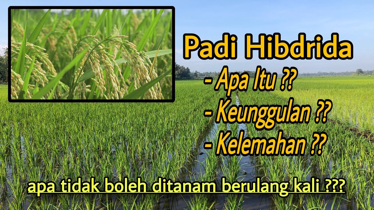 Padi Hibrida - Apakah Bisa Ditanam Berulang Kali ?? Apa Saja Keunggulan dan Kelemahannya ???