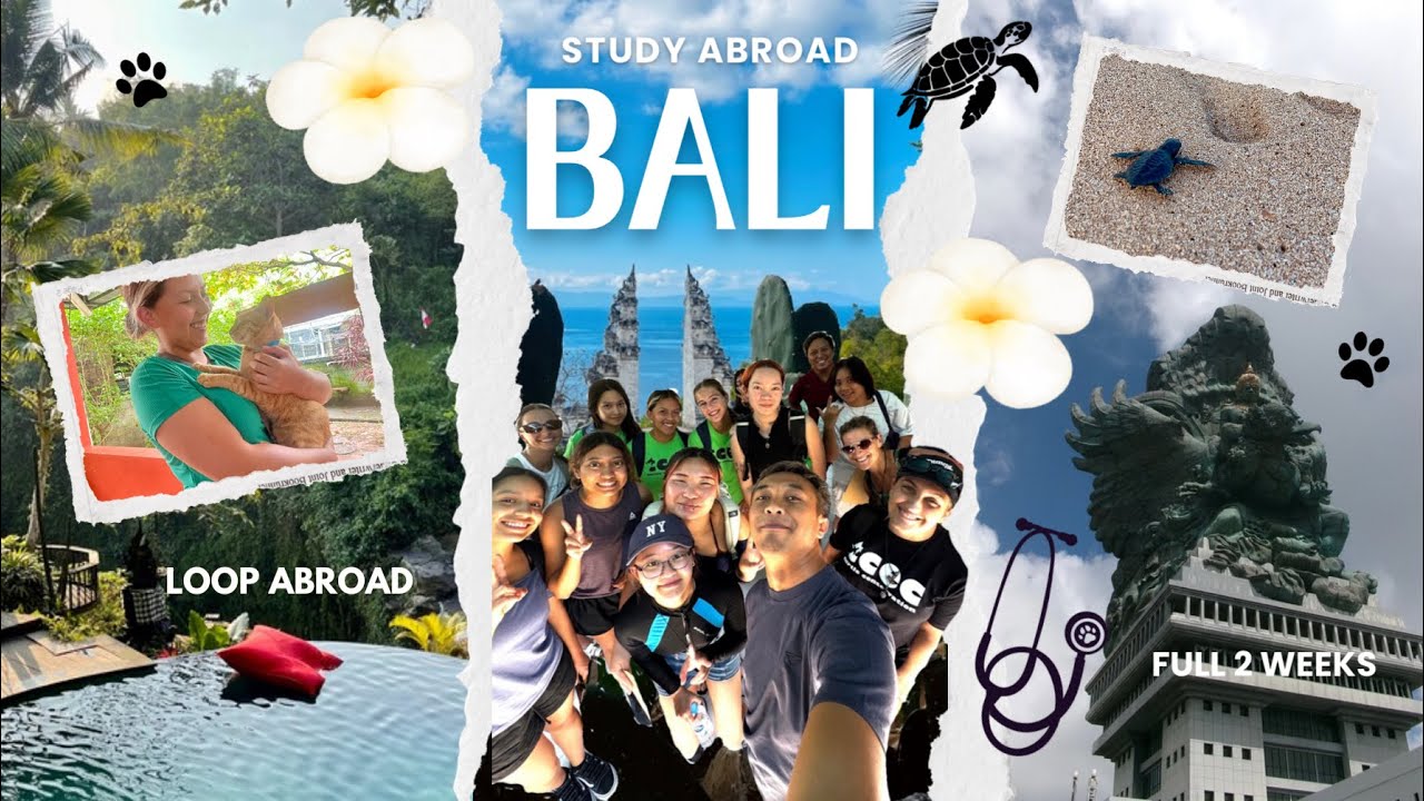 Bali Loop Abroad Pre-Vet Experience | Cat and Sea Turtle Medicine | FULL 2 WEEKS!!