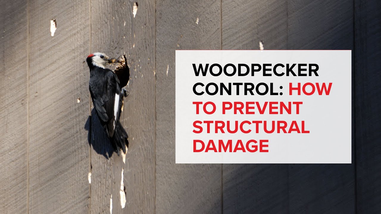 Woodpecker Control Products - How to Prevent Structural Damage from Woodpeckers - Bird B Gone