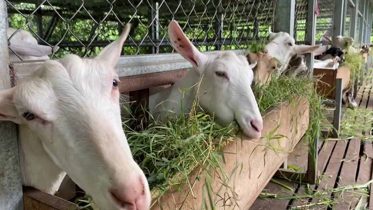 Hechos del Agro - Granja de cabras y procesamiento de leche