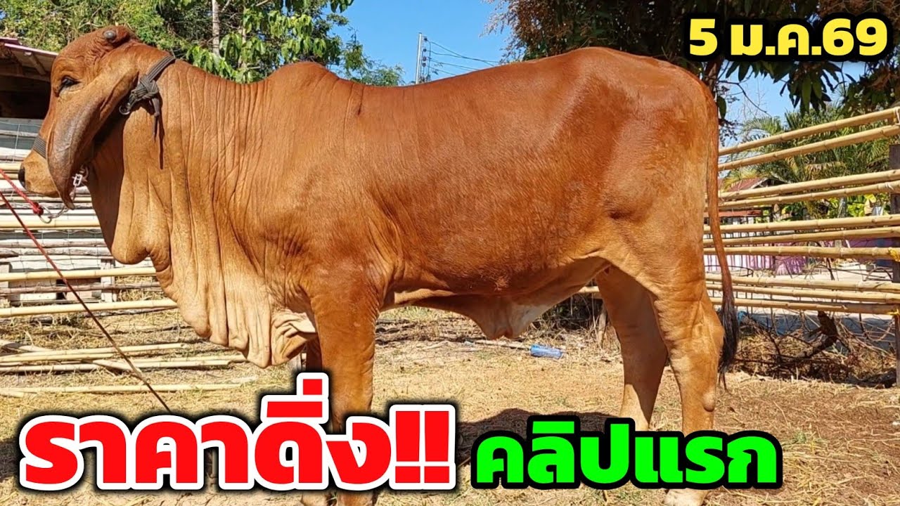 คลิปแรกของปี ราคาดิ่งหนัก‼️คนซื้อรีบเลย วัวสาวงามๆ คู่ละหมื่นกว่าบาท โทรก่อนได้ก่อน | 5 ม.ค.69 | 