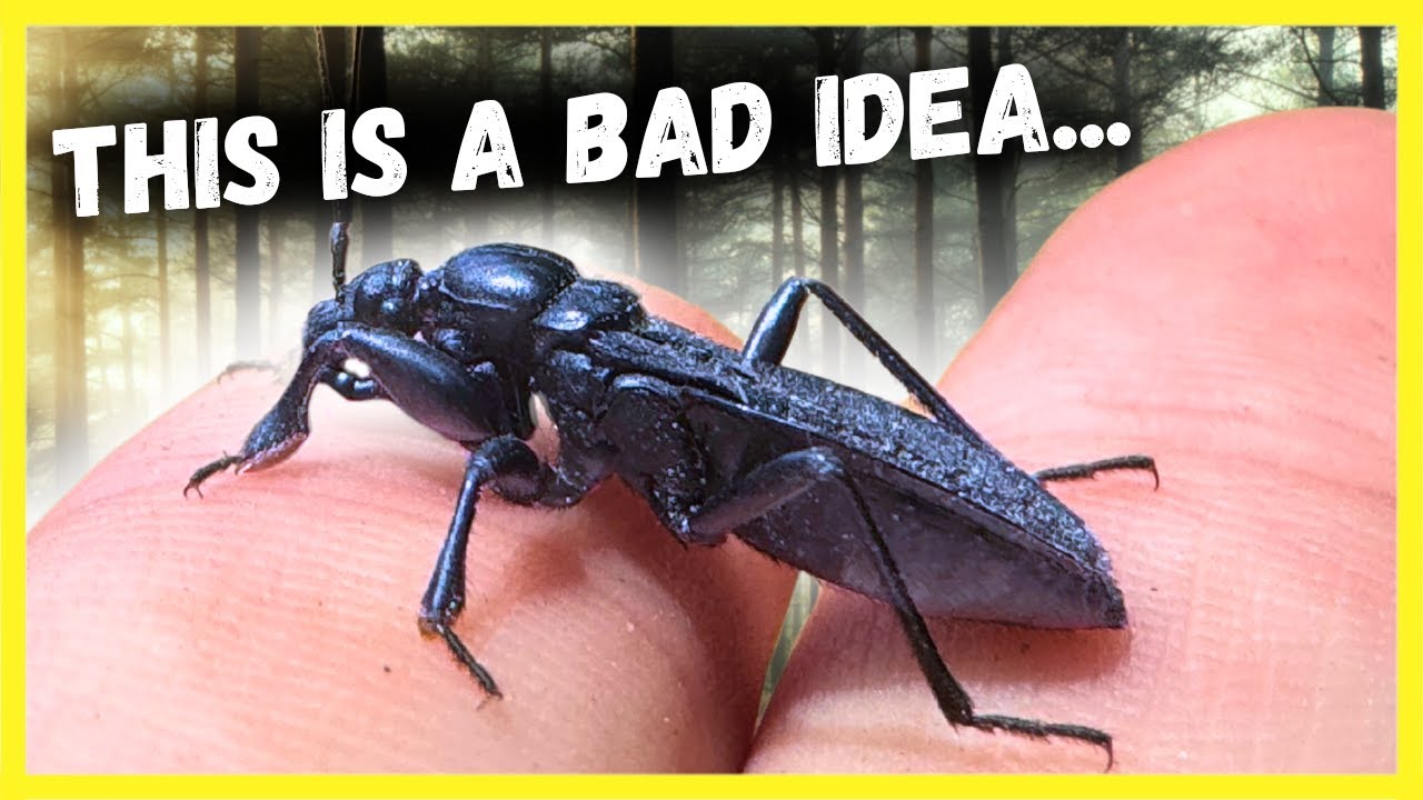 Will the Black Corsair Assassin Bug BITE ME?